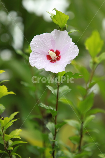 무궁화,비온날,흰색꽃,우리나라꽃,초록,식물,자연,plants,nature,꽃,flower