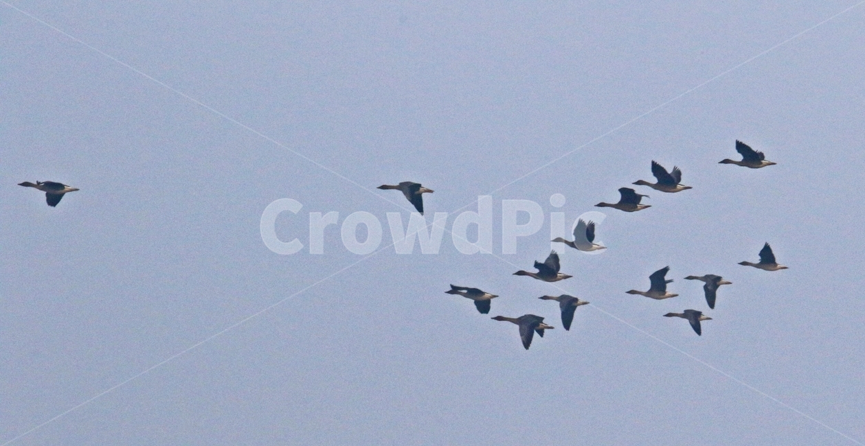 고니,새,백조,bird,동물,동물,animal,조류,새,birds