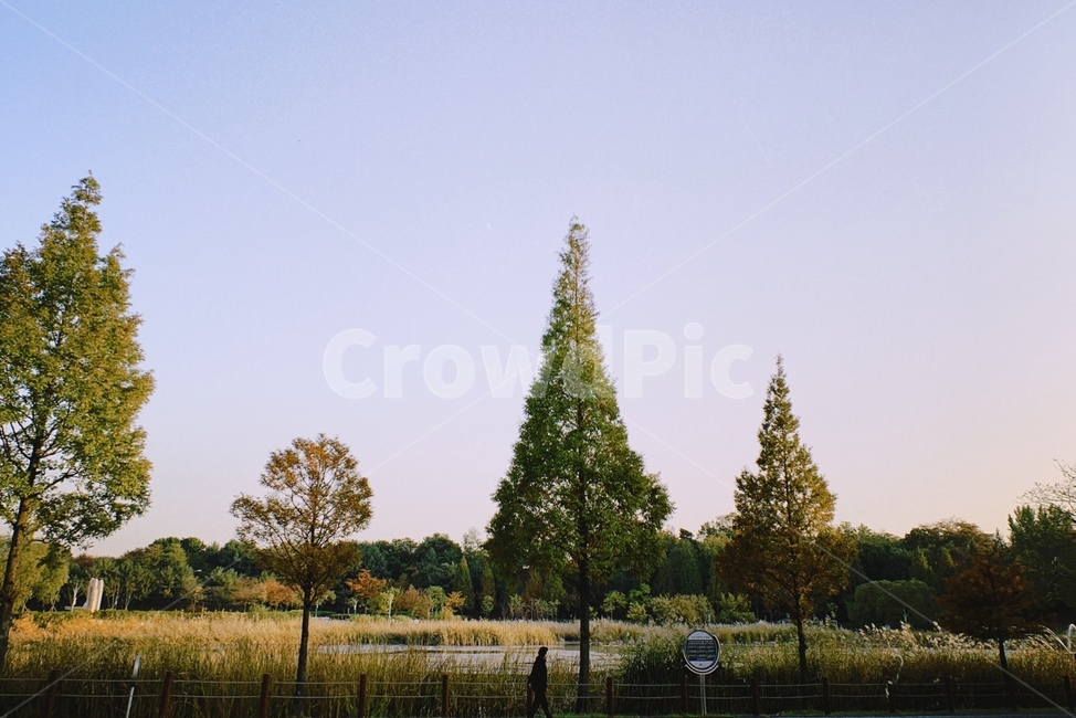 나무,트리,하늘,필름사진,tree,공원,park,산책,여유,힐링,휴가,휴식,식물,plant,자연,풍경,nature,landscape