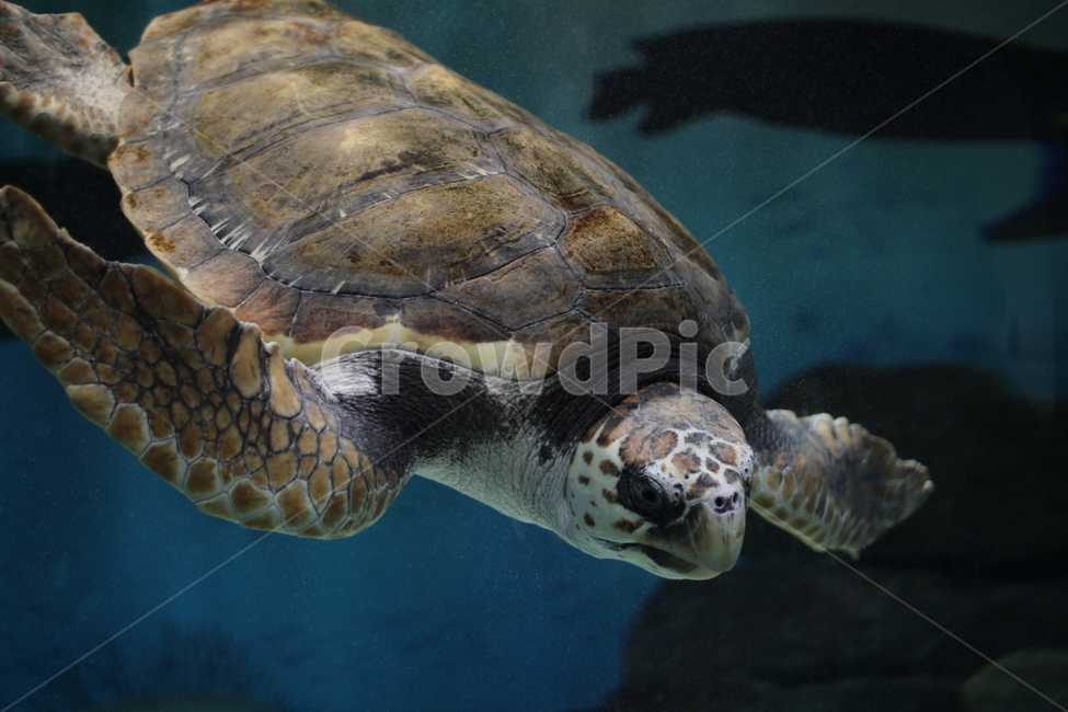 바다거북,거북이,바다,sea,turtle,파충류