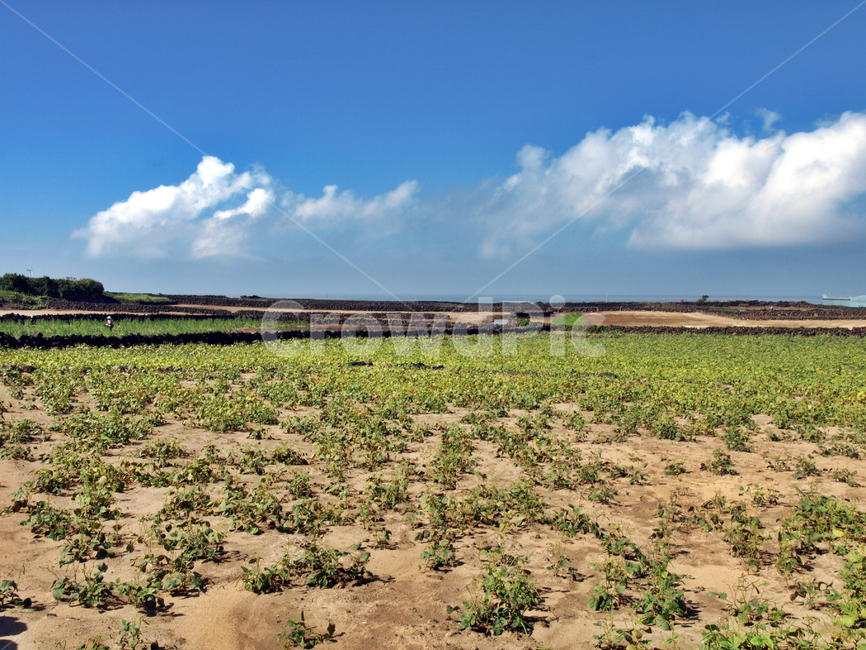 제주,올레20코스,올레,돌담,밭,농사,푸른하늘,흰구름,soil,흙,ground,바닥,outdoors,옥외,nature,자연,land,땅