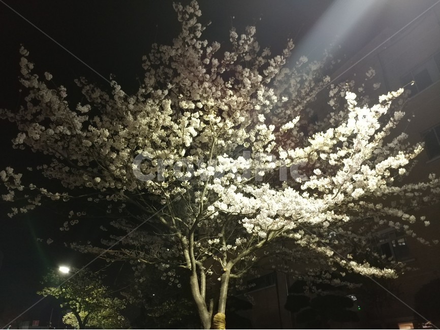 밤벚꽃,벚꽃,벚꽃나무,가로등,밤