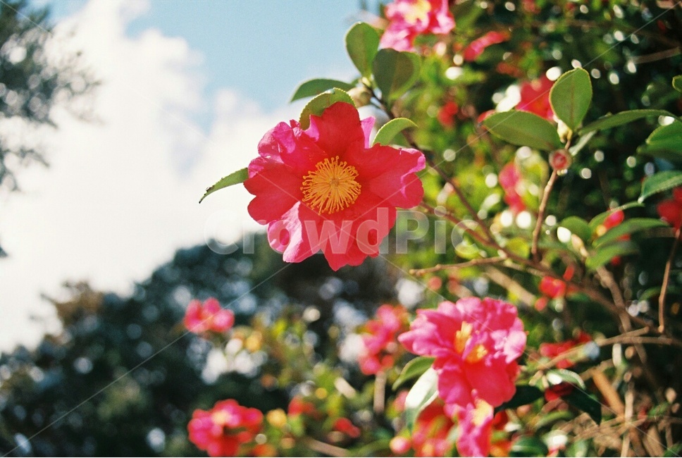 plant,식물,flower,geranium,꽃,필름사진,필름,겨울제주,겨울,제주도,동백꽃,겨울,계절,winter,season,식물,자연,plants,nature,꽃,flower