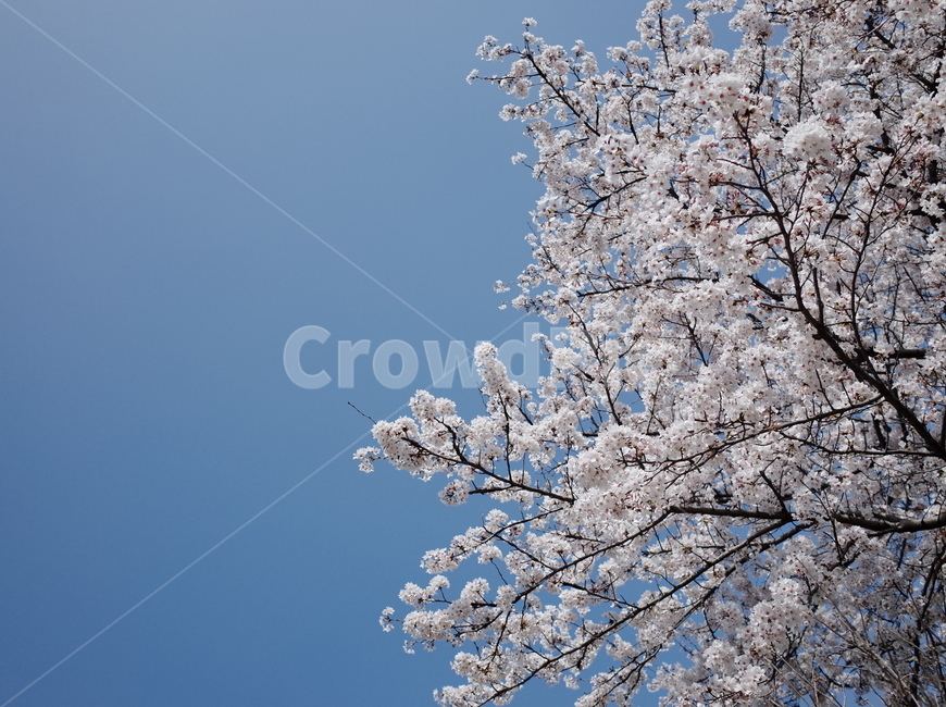 봄,벚꽃,꽃,봄꽃,하늘,나무,꽃나무,벚꽃나무,식물,계절,spring,flower,season,sky,봄,계절,spring,season,자연,풍경,nature,landscape,plant,blossom