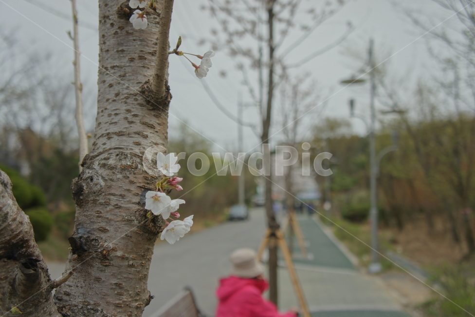 tree,나무,벚꽃,식물,plant,나무,trees,wood