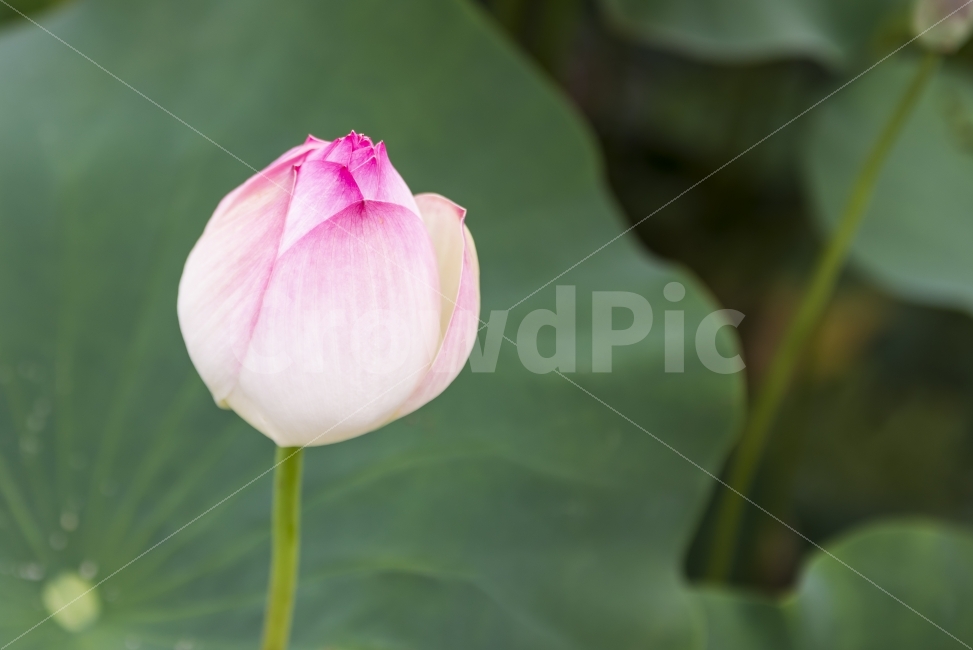 연꽃,연잎,분홍,봉오리,꽃봉오리,핑크,pink,green,flower,ponds,leaf,연못,정원,가든,자연,식물,garden,field,nature,plant,꽃,배경,배경이미지,배경화면,바탕화면,background,식물,자연,plants,nature,꽃,flower