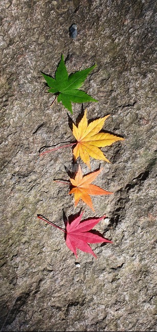 leaf,잎,plant,단풍잎,나뭇잎,가을,계절,fall,autumn,season,식물,자연,plants,nature