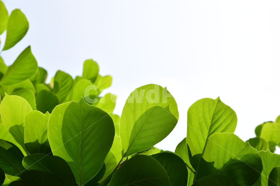 나뭇잎,잎,잎사귀,잎새,초록,그린,신록,leaves,싱그러운,청정,자연,식물,힐링,green,nature,plants,나무,초록물결,시즌,계절,바탕,배경,백그라운드,패턴