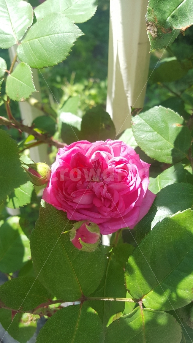 장미,분홍장미,만개,5월,봄,들장미,식물,자연,plants,nature,꽃,flower