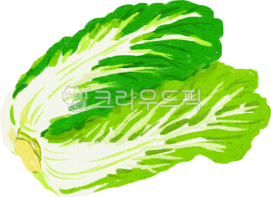 배추, 배추손그림, 야채, 채소, 김치, 사진,이미지,일러스트,캘리그라피 - 안갱작가