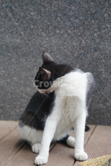 고양이,얼룩이,동물,포유류,펫,애완동물,눈동자,산책,길거리,동물,animal,포유류,mammal,고양이,cat,kitten,kitty