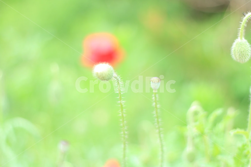 여름,향기,비,양귀비,위로,식물,자연,plants,nature,꽃,flower