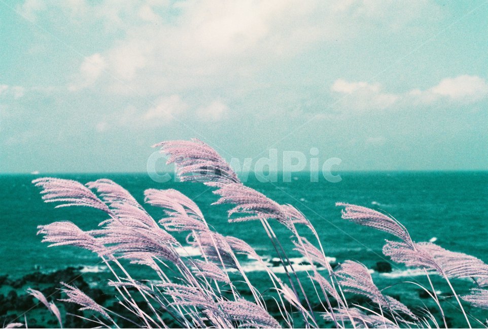 제주도,제주,감성,바다,가을,필름,아날로그,자연,풍경,nature,landscape,식물,plants,색깔,색상,색채,색감,color sense,color sensitivity,feeling of color,grass,잔디,plant,lawn,reed,갈대