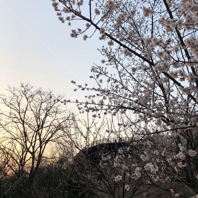landmark,장소,봄,명소,꽃,매화,자연,outdoors,네추럴,nature
