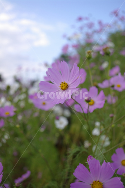 코스모스,가을,꽃,식물,flower,가을,계절,fall,autumn,season,식물,자연,plants,nature,꽃,flower,plant,blossom,daisy,데이지,daisies