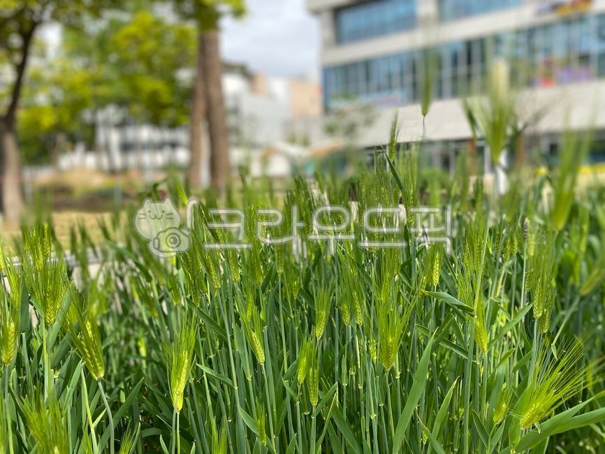 plant,식물,청보리,도시농부,도시농업,보리,농사,수확,도시재배,친환경