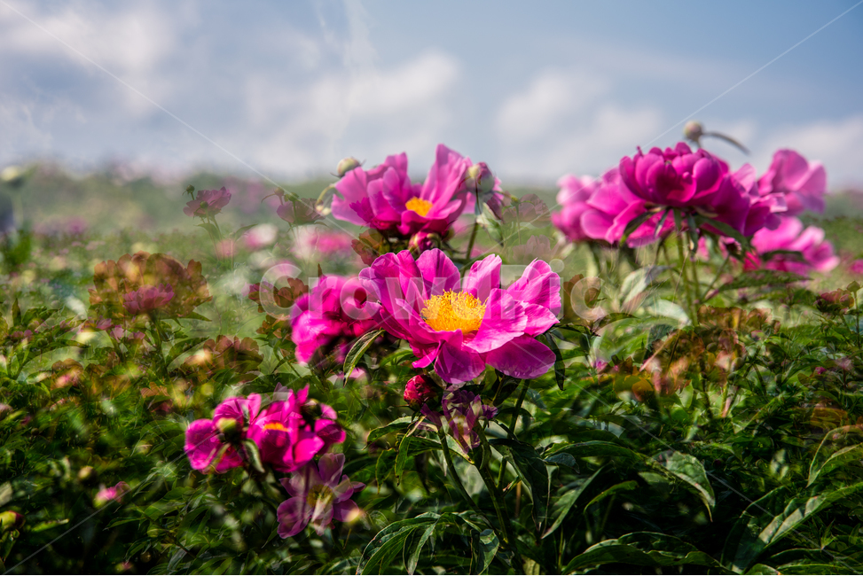 작약,작약꽃,꽃,붉은꽃,식물,감성,풍경,꽃작약,한약재,봄꽃,자연,flower,식물,자연,plants,nature,꽃,flower