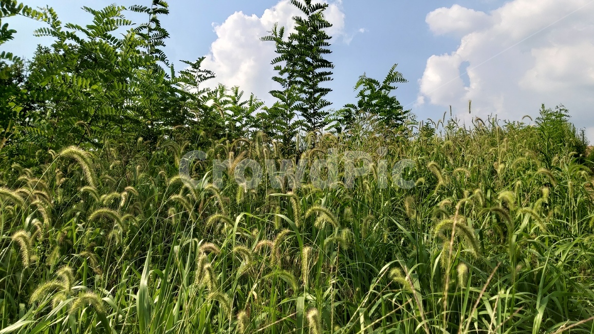 강아지풀,가을,자연,수풀,하늘,구름,foxtails,fall,autumn,nature,forest,sky,clouds