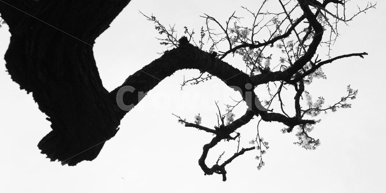 매화,고매화,선,매화꽃,꽃,식물,자연,plants,nature,꽃,flower,나무,trees,wood,실루엣,그림자,silhouette,shadow,흑백,모노톤,monochrome,black and white,누끼,remove background