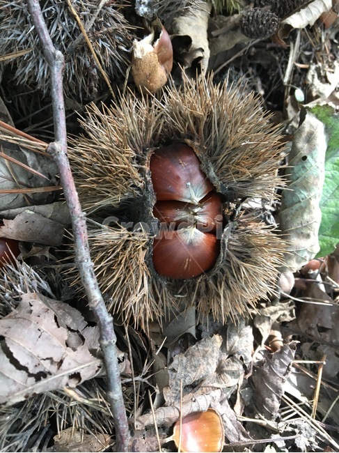 밤,밤송이,밤송이알갱이,밤알갱이,밤수확,가을수확물,가을수확,plant,식물,가을,가을,계절,fall,autumn,season