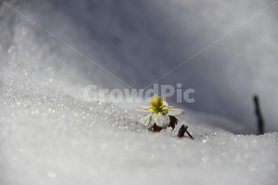 모데미풀,야생화,봄,눈,설중,꽃,풀꽃,자연,식물,식생,감성,힐링,plants,nature,spring,season,flower,emotion,feeling,흰색,초본,너도바람꽃속