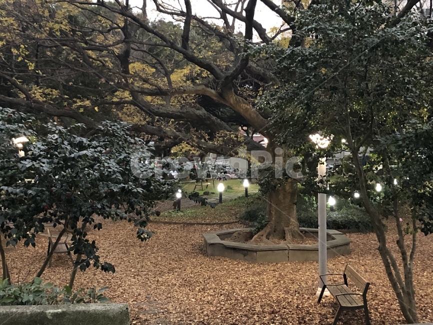 공원,bench,tree,나무,nature