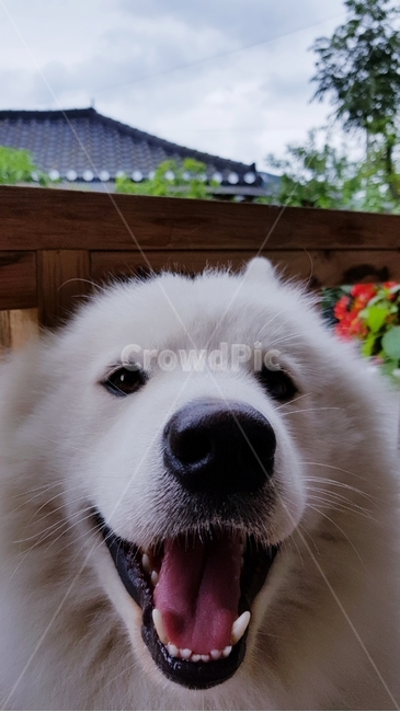 사모예드,스마일,심쿵,귀여움,웃는얼굴,동물,animal,포유류,mammal,개,강아지,dog,doggy
