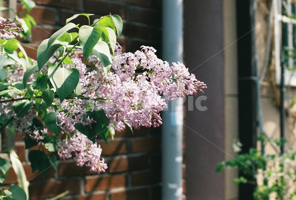 라일락,lilac,봄,5월,꽃,식물,자연,나무,spring,flower,계절,연보라,초록,골목,봄,계절,spring,season,식물,자연,plants,nature,꽃,flower,감성,sensible,feeling,plant,blossom