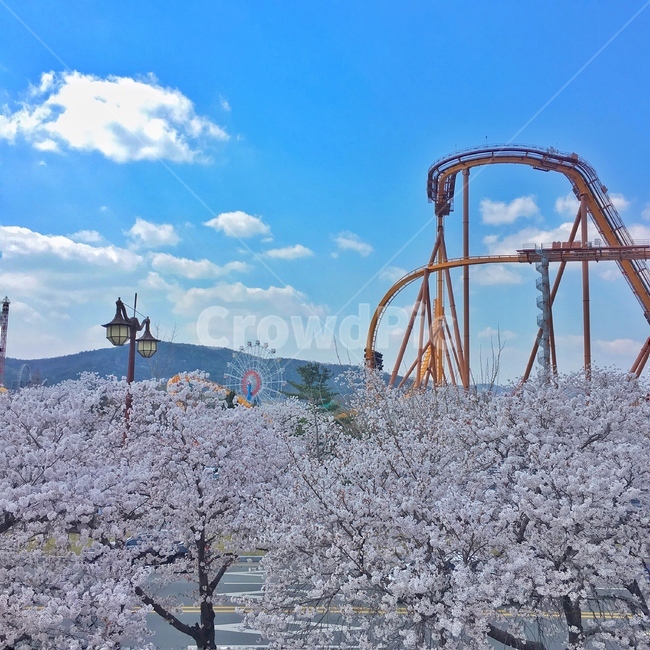 봄,벚꽃,꽃,놀이동산,하늘,봄,계절,spring,season,놀이공원,놀이동산,놀이터,amusement park,playground