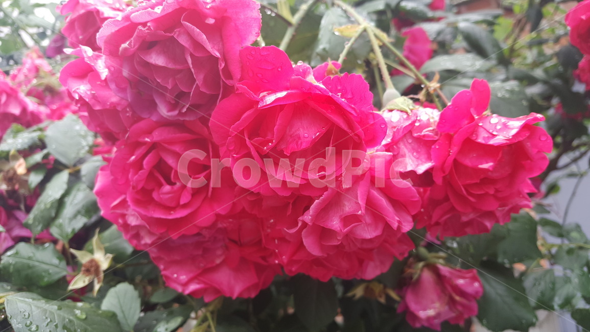 plant,식물,제라늄,rose,장미,flower,자연,붉은색,붉은꽃,붉은색꽃,redflowers