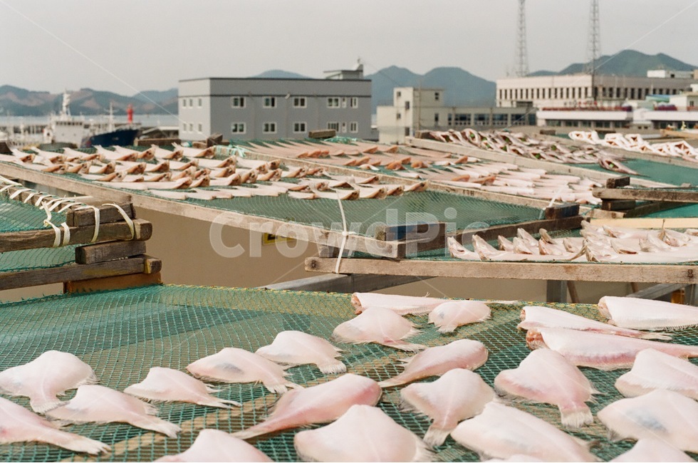 어시장,생선,머리,부두,항구,시장,음식,식재료,요리,food,cook,meal,dishes,food reserves,수산물,해산물,fishery products,seafood,산업,industry,industrial,어업,fishery,fishing industry