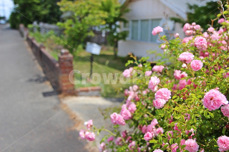 꽃,장미,플라워,flowers,분홍장미,자연,풍경,nature,landscape,식물,plants,꽃,flower,plant