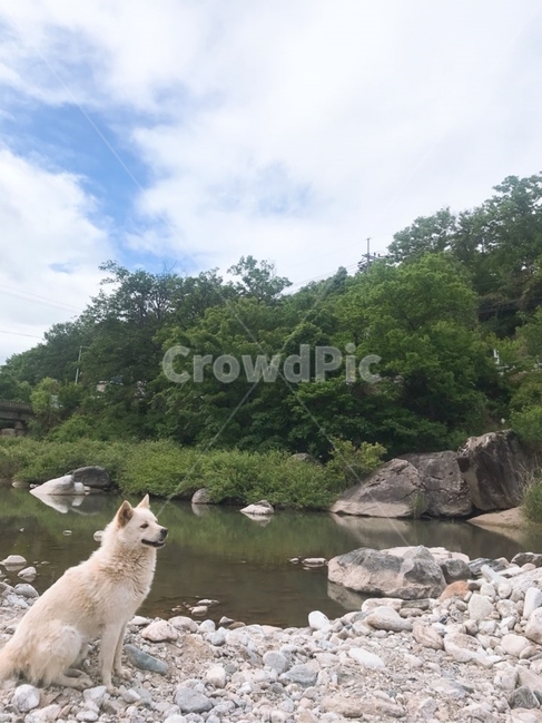 계곡,하늘,동물,강아지,물,시원한,여름,계곡물,동물,animal,포유류,mammal,개,강아지,dog,doggy