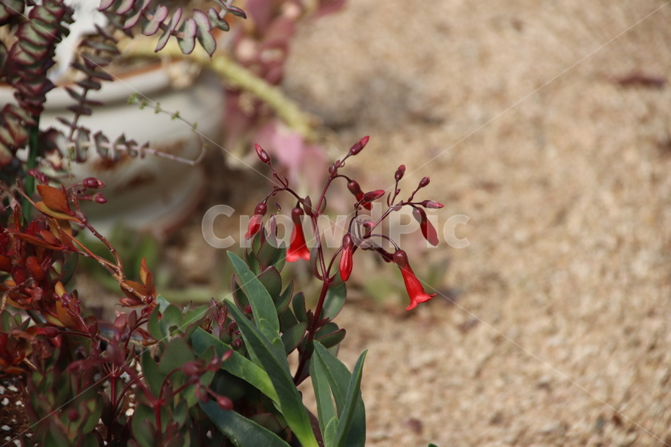꽃,자연,식물,수목원,풍경,식물,자연,plants,nature,꽃,flower