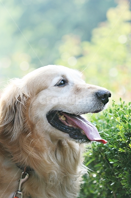 개,강아지,반려견,배경,인천대공원,동물,animal,포유류,mammal,개,강아지,dog,doggy