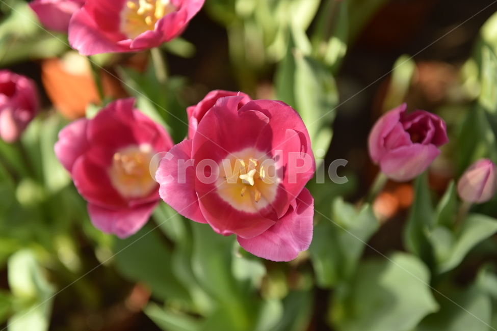 plant,식물,꽃,blossom,flower