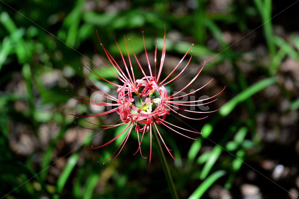 꽃무릇,꽃,식물,플라워,자연,식물,자연,plants,nature,꽃,flower