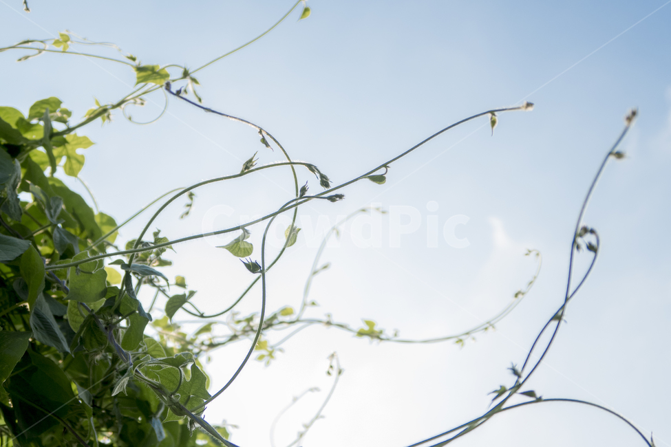 덩굴,넝쿨,식물,잎사귀,나뭇잎,식물,자연,plants,nature