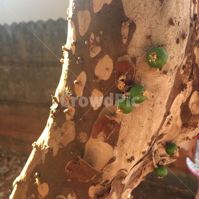 나무,열매,tree,berry,green,브라질,brazil,nature,자연,southamerica,latin,라틴,아메리카,남미