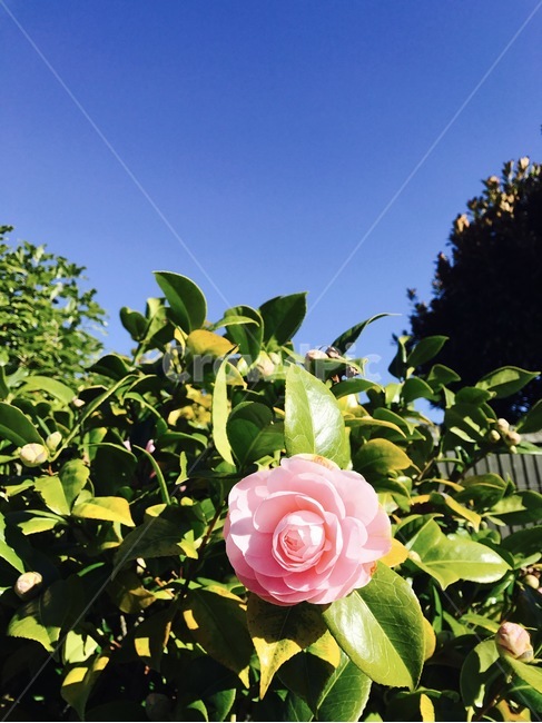 맑은하늘,분홍장미,꽃,장미,식물,꽃,flower