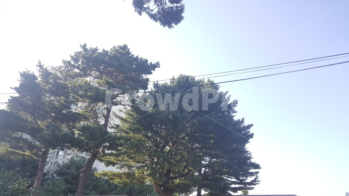 tree,나무,plant,식물,하늘