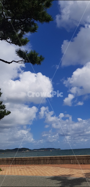 tree,나무,outdoors,자연,바다,자연,풍경,nature,landscape,plant,식물,옥외