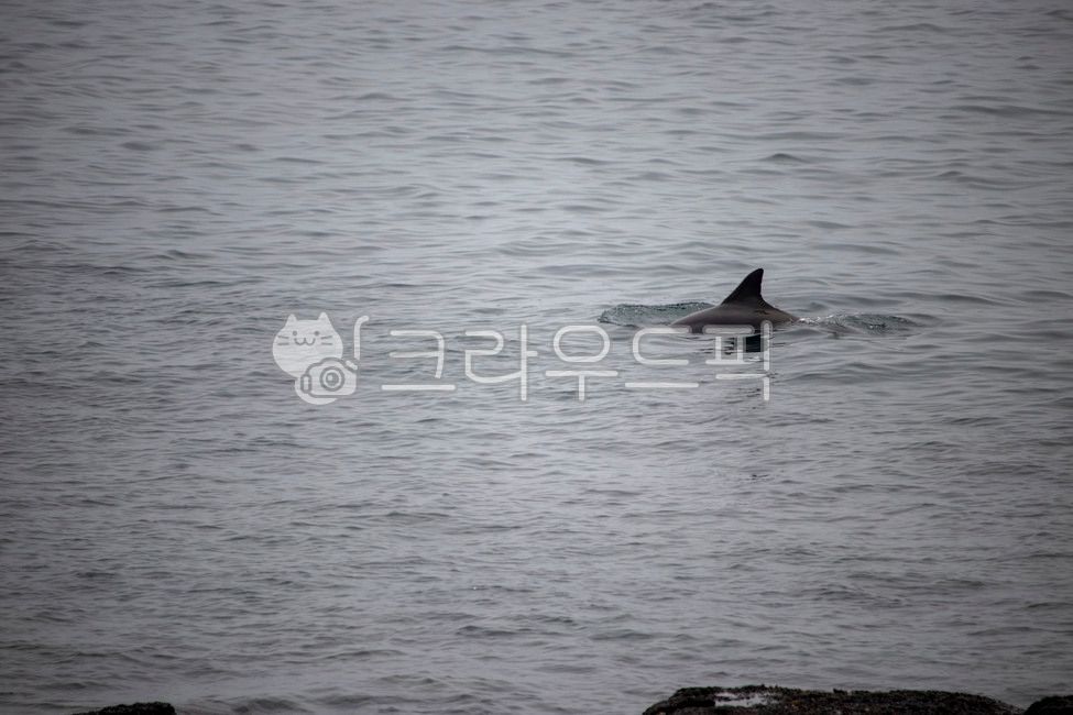 ocean,Dolphin,animal,southern right whale