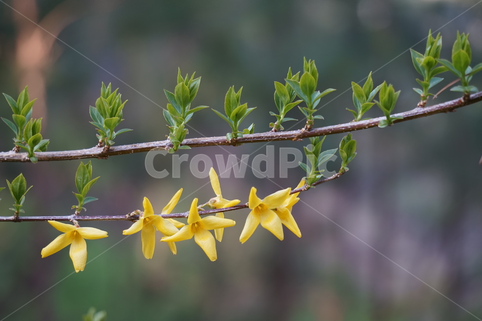 봄,개나리,봄꽃,forsythia,식물