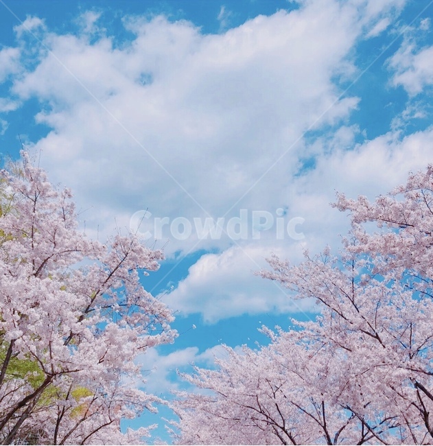 벛꽃,봄,하늘,파란하늘,분홍색,나무,pink,tree,배경,배경화면,배경사진,감성,색감,색상,감성사진,일상,blossom,cherryblossom,봄,계절,spring,season,plant,식물,flower,꽃