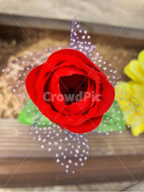 blossom,꽃,flower,rose,장미