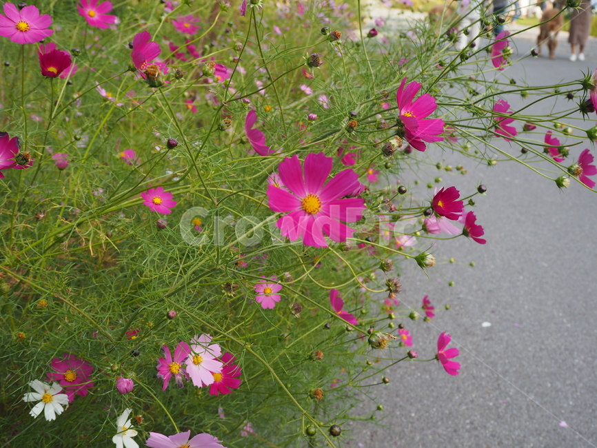 flower,꽃,blossom,plant,식물,petal,꽃잎,cosmos,코스모스,식물,자연,plants,nature,꽃,flower
