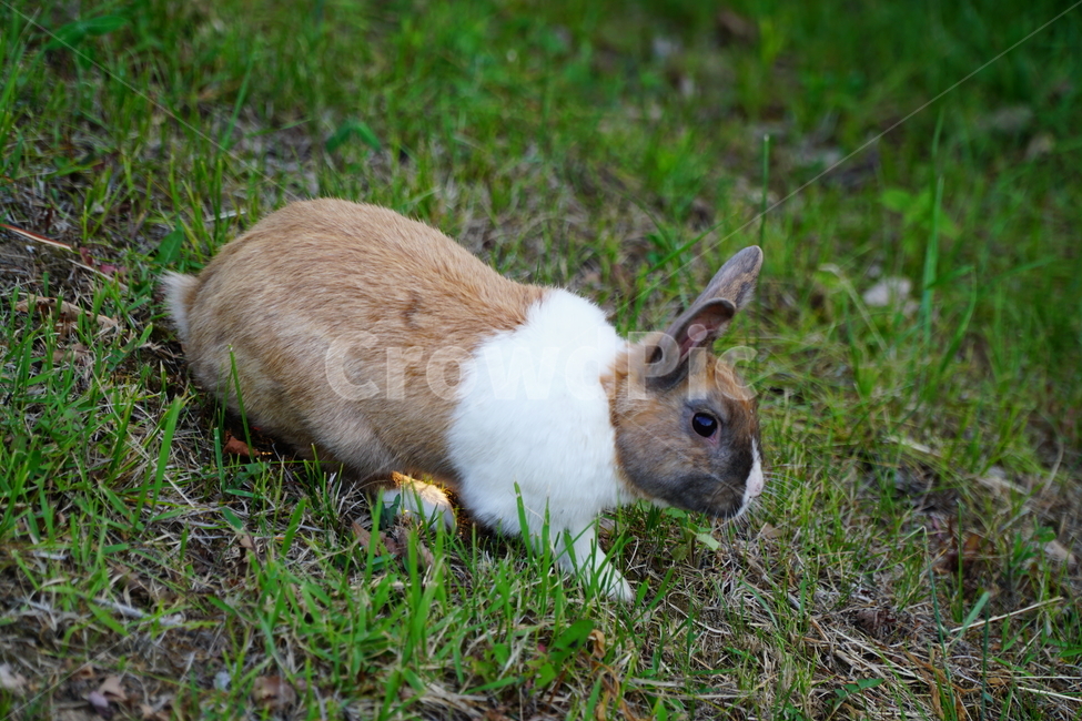 토끼,동물,자연,포유류,잔디,풀,nature,animal,rabbit,산토끼,식물