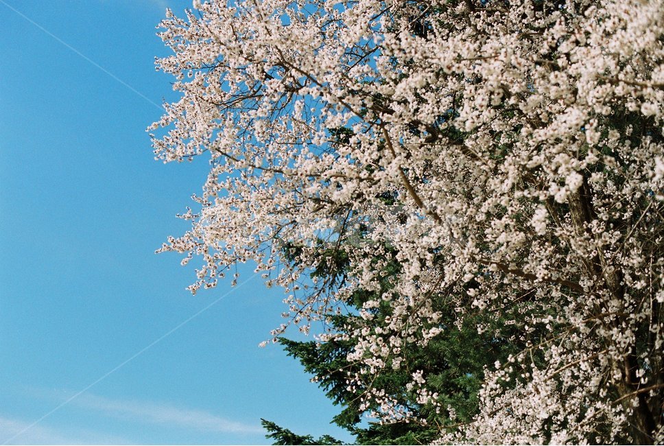 봄,벚꽃,필름카메라,하늘,맑은하늘,하늘색,fm2,봄,계절,spring,season,식물,자연,plants,nature,꽃,flower,plant,blossom