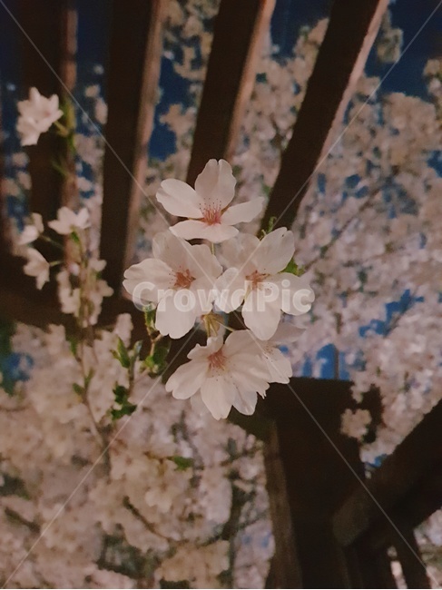 꽃,벚꽃,벚나무,나무,봄,자연